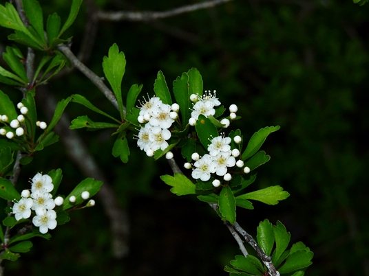 {Crataegus spathulata}